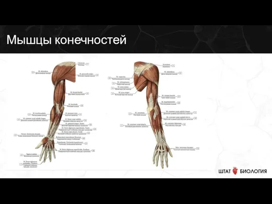 Мышцы конечностей