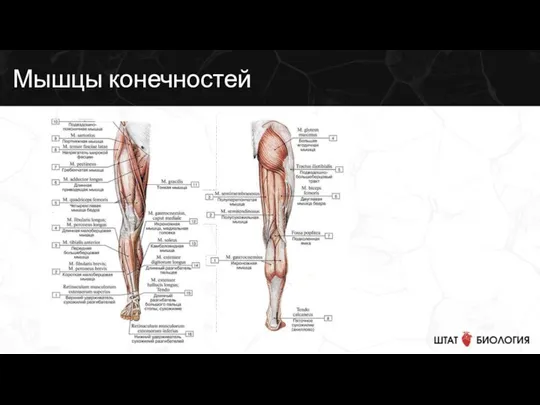 Мышцы конечностей