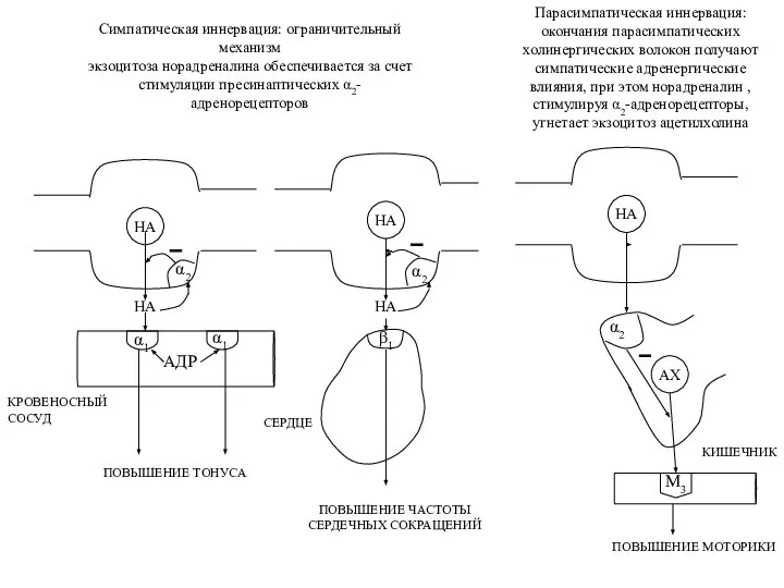 НА α1 α1 АДР ПОВЫШЕНИЕ ТОНУСА α2 НА КРОВЕНОСНЫЙ СОСУД СЕРДЦЕ