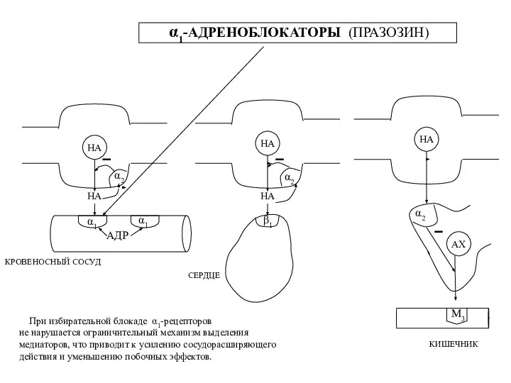 НА α1 α1 АДР α2 НА КРОВЕНОСНЫЙ СОСУД СЕРДЦЕ НА НА