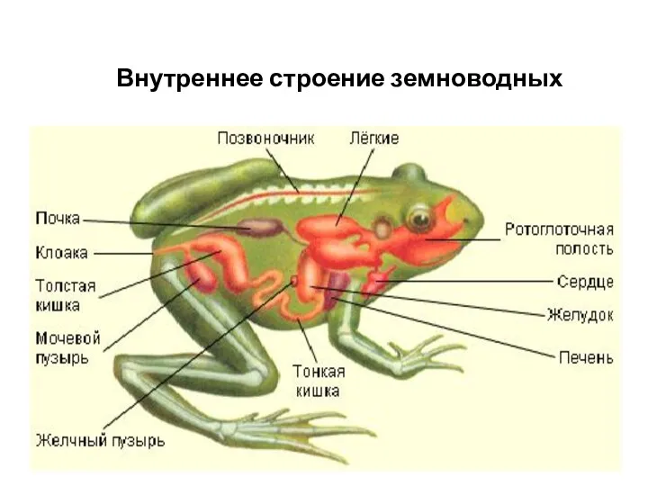 Внутреннее строение земноводных