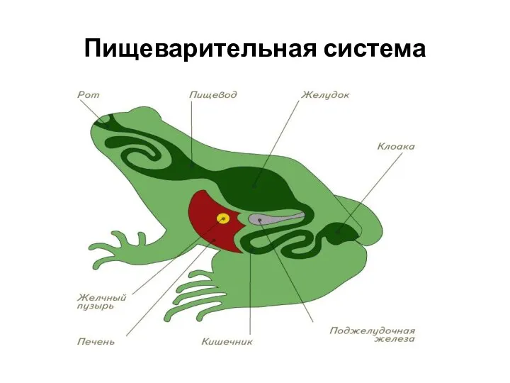 Пищеварительная система