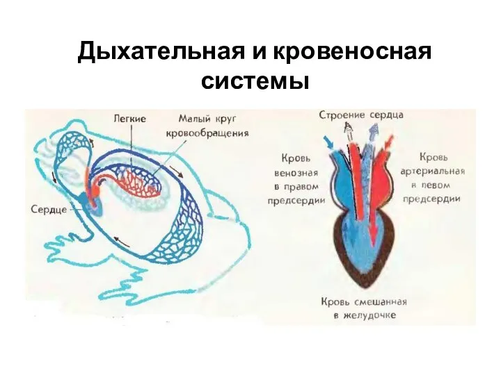 Дыхательная и кровеносная системы