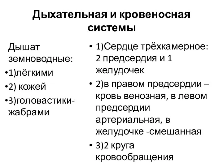 Дыхательная и кровеносная системы Дышат земноводные: 1)лёгкими 2) кожей 3)головастики-жабрами 1)Сердце