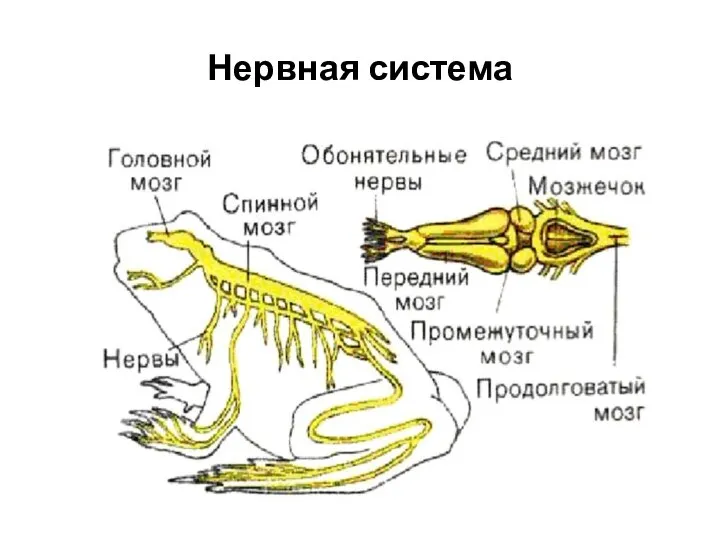 Нервная система