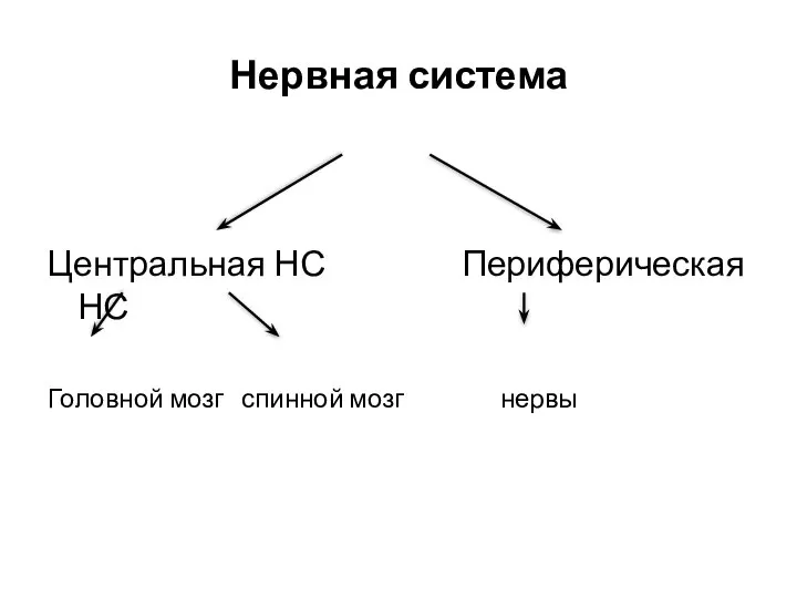 Нервная система Центральная НС Периферическая НС Головной мозг спинной мозг нервы