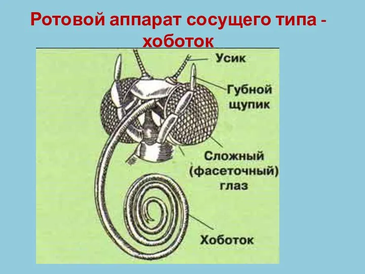 Ротовой аппарат сосущего типа - хоботок