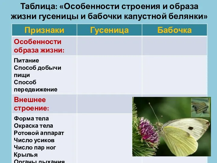 Таблица: «Особенности строения и образа жизни гусеницы и бабочки капустной белянки»