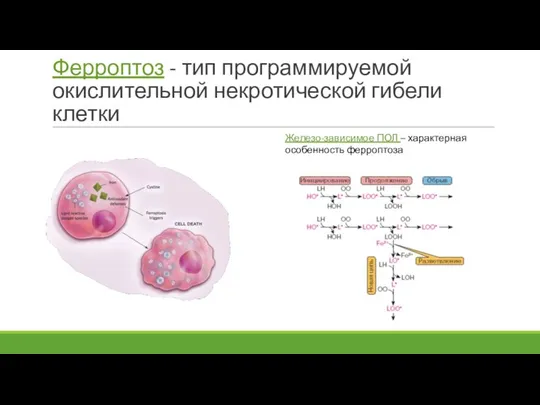 Ферроптоз - тип программируемой окислительной некротической гибели клетки Железо-зависимое ПОЛ – характерная особенность ферроптоза