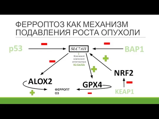 ФЕРРОПТОЗ КАК МЕХАНИЗМ ПОДАВЛЕНИЯ РОСТА ОПУХОЛИ BAP1 SLC7A11 Ключевой компонент антипортера