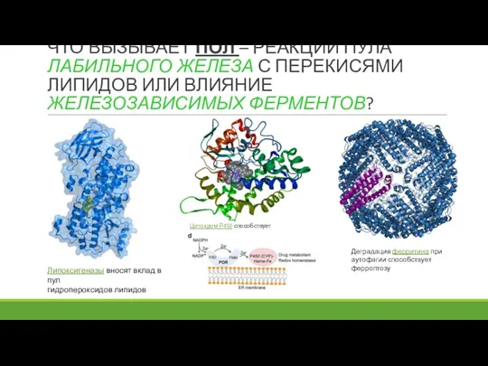 ЧТО ВЫЗЫВАЕТ ПОЛ – РЕАКЦИИ ПУЛА ЛАБИЛЬНОГО ЖЕЛЕЗА С ПЕРЕКИСЯМИ ЛИПИДОВ