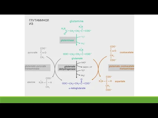 ГЛУТАМИНОЛИЗ