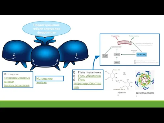 Предотвращение гибели клеток при ферроптозе Истощение полиненасыщенных жирных ацилфосфолипидов Истощение железа