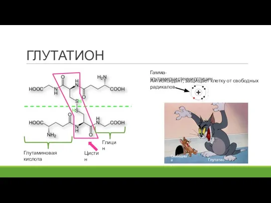 ГЛУТАТИОН Глутаминовая кислота Глицин Гамма-глутамилцистеинилглицин Антиоксидант, защищает клетку от свободных радикалов Свободный радикал Глутатион