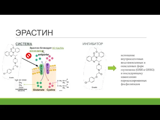 ЭРАСТИН СИСТЕМА ИНГИБИТОР Эрастин блокирует XC−Cys/Glu антипортер истощение внутриклеточных восстановленных и