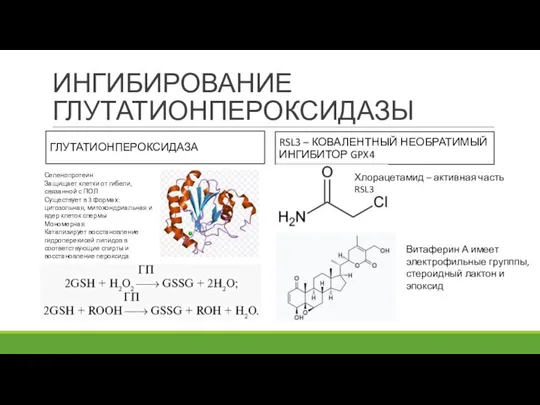 ИНГИБИРОВАНИЕ ГЛУТАТИОНПЕРОКСИДАЗЫ ГЛУТАТИОНПЕРОКСИДАЗА RSL3 – КОВАЛЕНТНЫЙ НЕОБРАТИМЫЙ ИНГИБИТОР GPX4 Селенопротеин Защищает