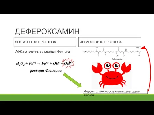 ДЕФЕРОКСАМИН ДВИГАТЕЛЬ ФЕРРОПТОЗА ИНГИБИТОР ФЕРРОПТОЗА АФК, полученные в реакции Фентона Ферроптоз можно остановить хелаторами железа