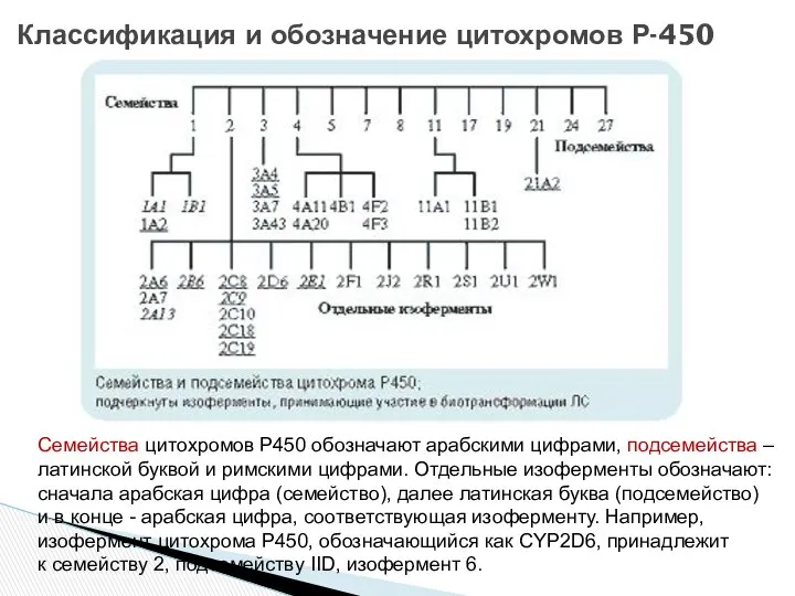 Классификация и обозначение цитохромов Р-450 Семейства цитохромов Р450 обозначают арабскими цифрами,