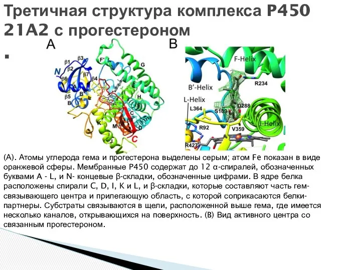 Третичная структура комплекса P450 21A2 с прогестероном . (А). Атомы углерода