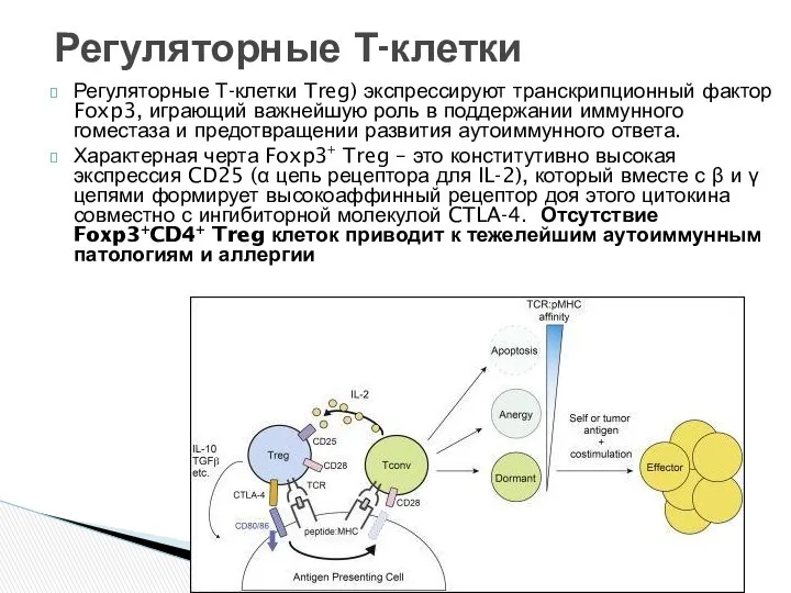 Регуляторные Т-клетки Treg) экспрессируют транскрипционный фактор Foxp3, играющий важнейшую роль в