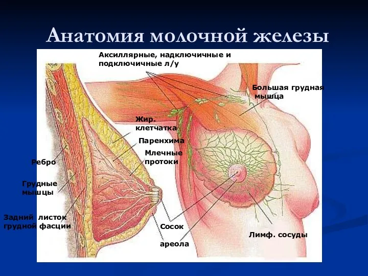 Анатомия молочной железы Аксиллярные, надключичные и подключичные л/у Большая грудная мышца