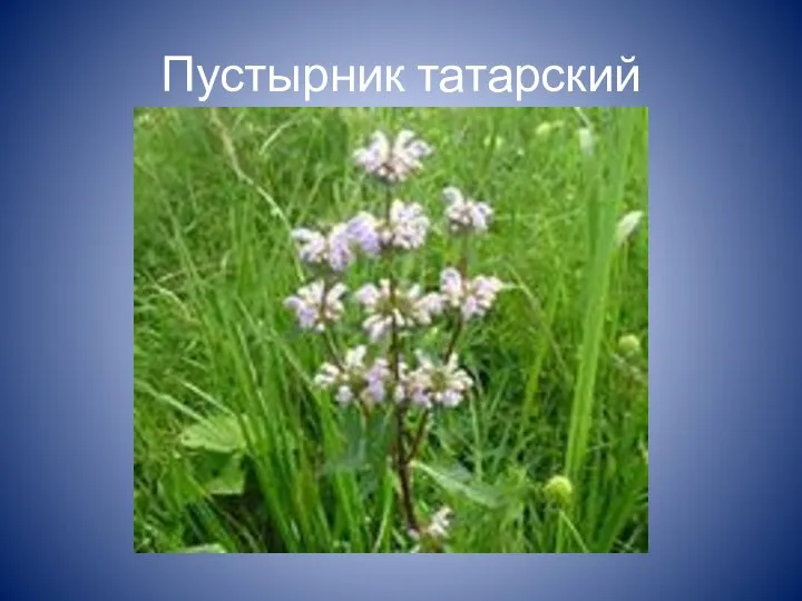 Пустырник татарский