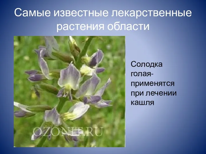 Самые известные лекарственные растения области Солодка голая- применятся при лечении кашля