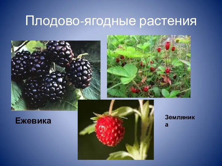 Плодово-ягодные растения Ежевика Земляника