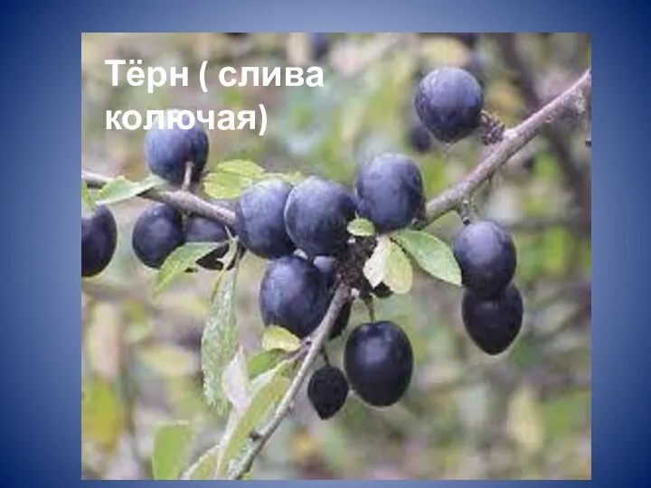 Тёрн ( слива колючая)