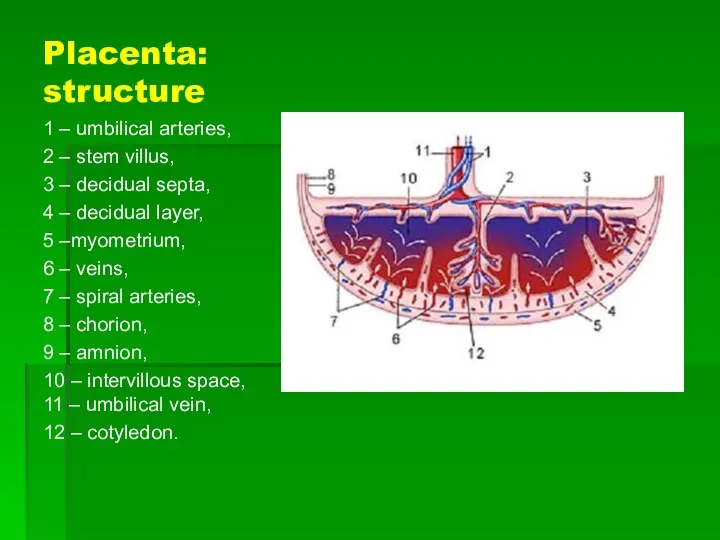 Placenta: structure 1 – umbilical arteries, 2 – stem villus, 3