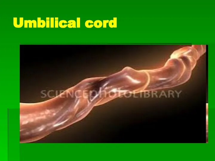 Umbilical cord