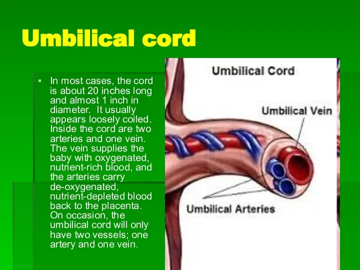 Umbilical cord In most cases, the cord is about 20 inches
