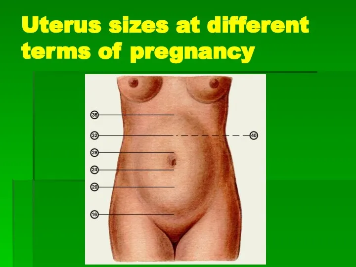 Uterus sizes at different terms of pregnancy