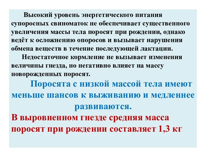 Высокий уровень энергетического питания супоросных свиноматок не обеспечивает существенного увеличения массы