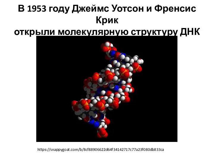 В 1953 году Джеймс Уотсон и Френсис Крик открыли молекулярную структуру ДНК https://snappygoat.com/b/8cf88906622d64f34142717c77a23f080db833ca