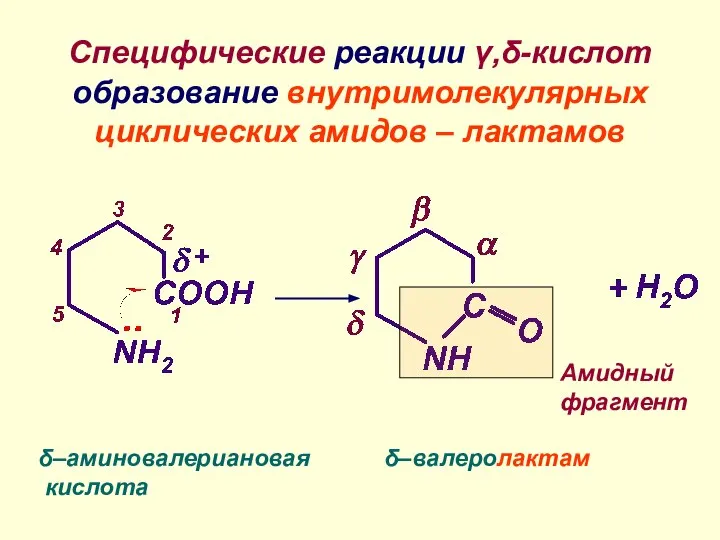 Специфические реакции γ,δ-кислот образование внутримолекулярных циклических амидов – лактамов δ–аминовалериановая кислота Амидный фрагмент δ–валеролактам