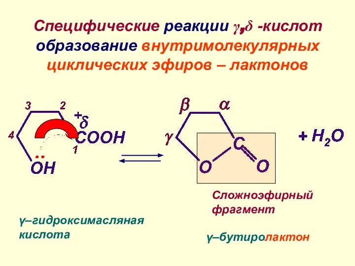 Специфические реакции γ,δ -кислот образование внутримолекулярных циклических эфиров – лактонов γ–гидроксимасляная кислота γ–бутиролактон Сложноэфирный фрагмент