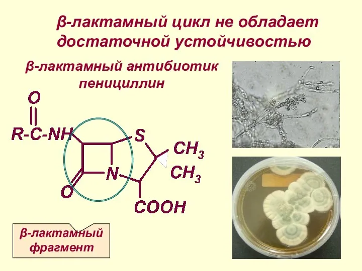 β-лактамный антибиотик пенициллин β-лактамный фрагмент β-лактамный цикл не обладает достаточной устойчивостью