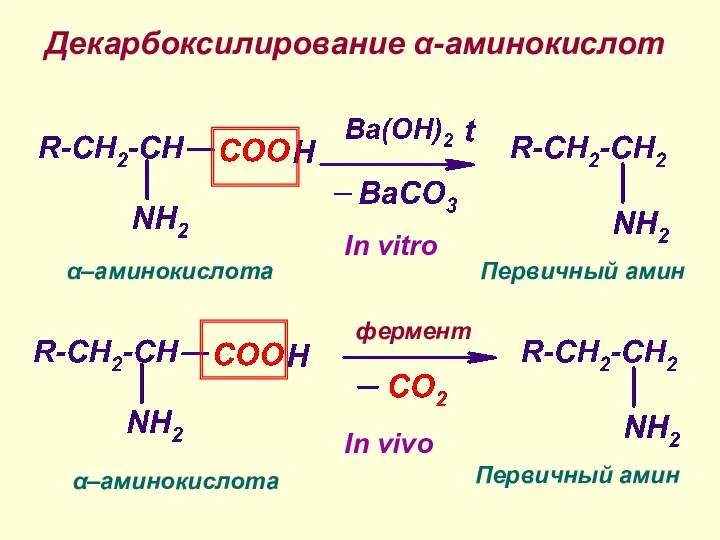 Декарбоксилирование α-аминокислот фермент α–аминокислота α–аминокислота Первичный амин Первичный амин In vitro In vivo