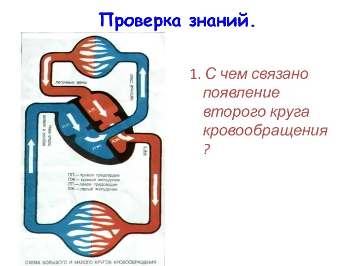 Проверка знаний. 1. С чем связано появление второго круга кровообращения?