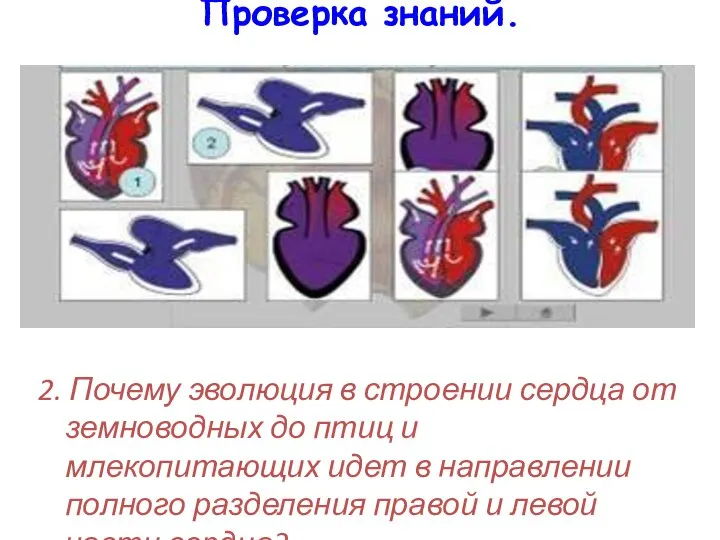 Проверка знаний. 2. Почему эволюция в строении сердца от земноводных до