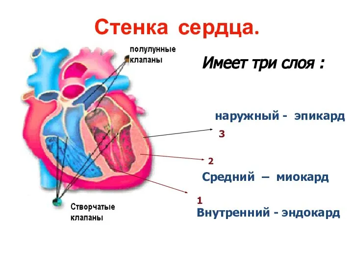 Стенка сердца. 1 2 3 Внутренний - эндокард Средний – миокард