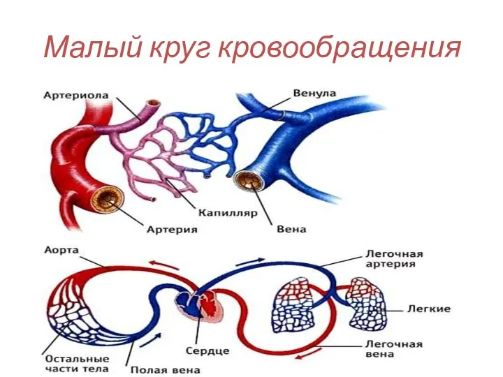 Малый круг кровообращения