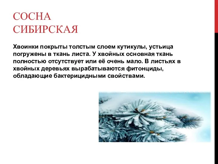 СОСНА СИБИРСКАЯ Хвоинки покрыты толстым слоем кутикулы, устьица погружены в ткань