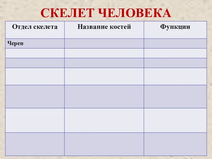 СКЕЛЕТ ЧЕЛОВЕКА