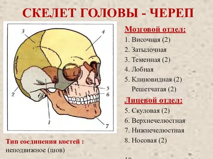 СКЕЛЕТ ГОЛОВЫ - ЧЕРЕП Мозговой отдел: 1. Височная (2) 2. Затылочная