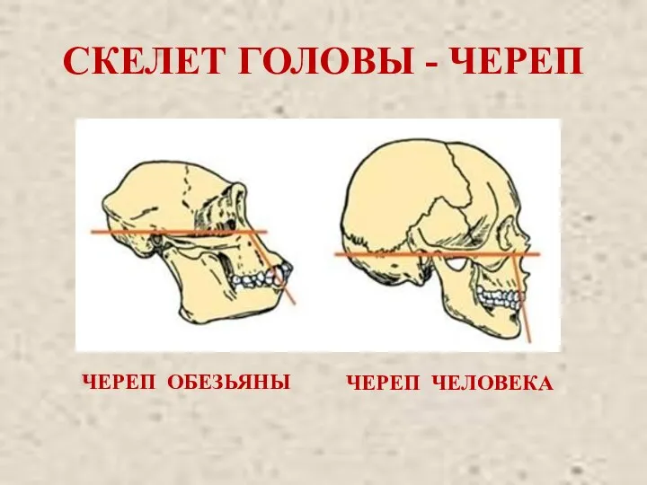 СКЕЛЕТ ГОЛОВЫ - ЧЕРЕП ЧЕРЕП ОБЕЗЬЯНЫ ЧЕРЕП ЧЕЛОВЕКА