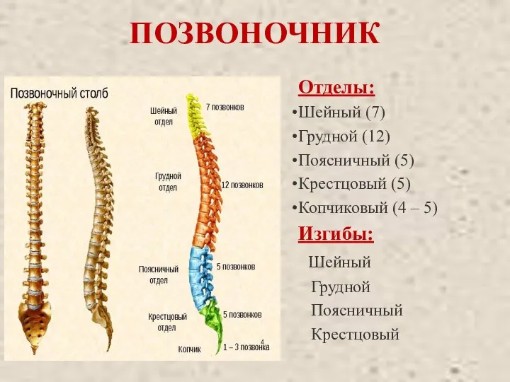 ПОЗВОНОЧНИК Отделы: Шейный (7) Грудной (12) Поясничный (5) Крестцовый (5) Копчиковый