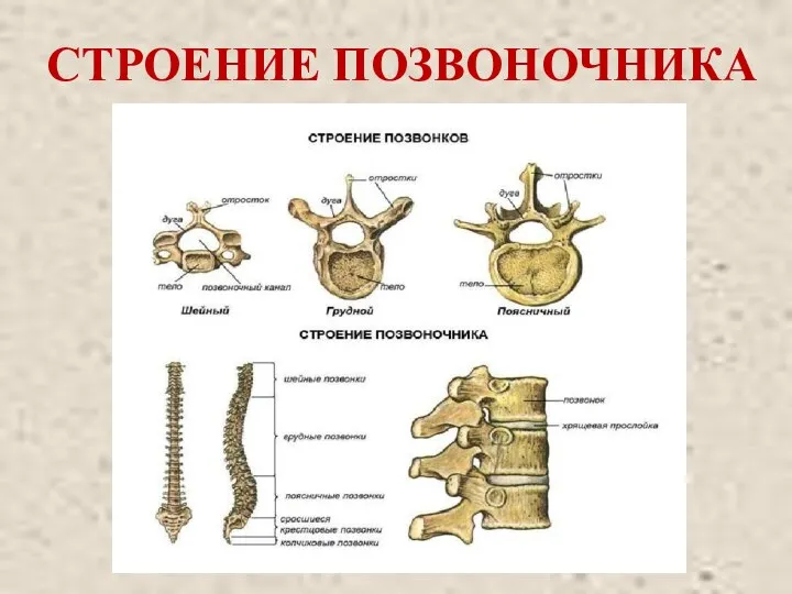 СТРОЕНИЕ ПОЗВОНОЧНИКА