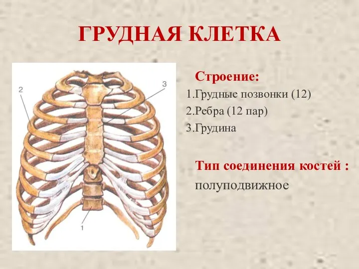 ГРУДНАЯ КЛЕТКА Строение: Грудные позвонки (12) Ребра (12 пар) Грудина Тип соединения костей : полуподвижное